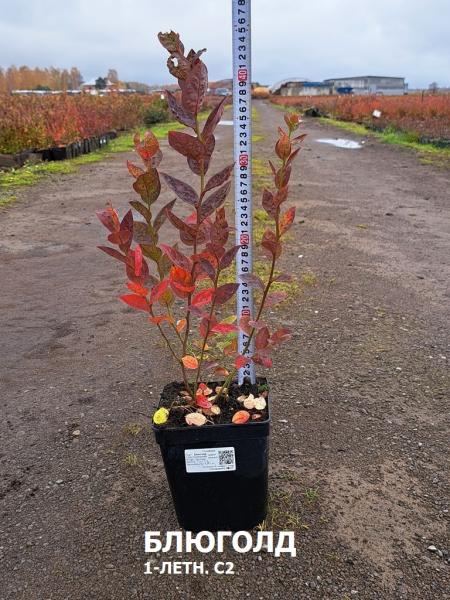 Саженцы голубика, жимолости, клюквы из Беларуси с доставкой по РФ.